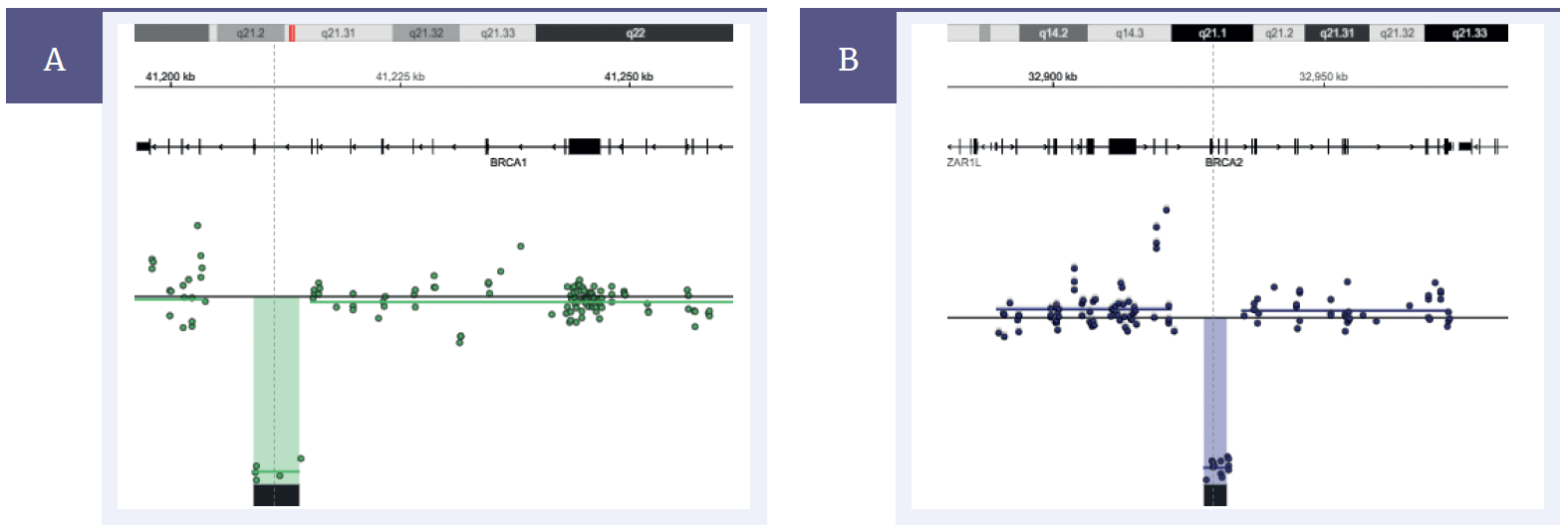 Next generation sequencing (NGS) software data showing detection of germline deletions in BRCA1 and BRCA2.