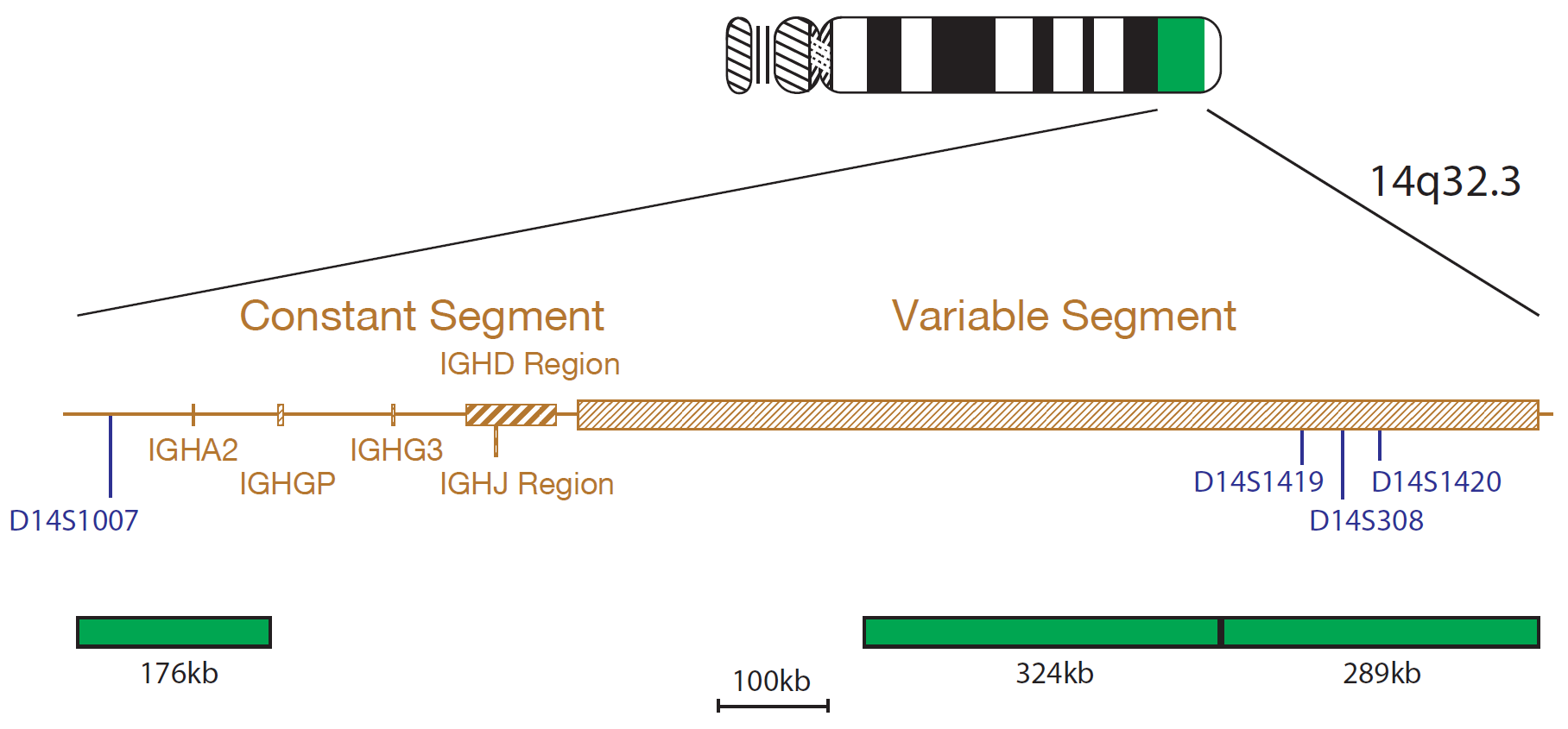Fluorescence in situ hybridization (FISH) chromosome map showing a probe targeting the IGH gene.