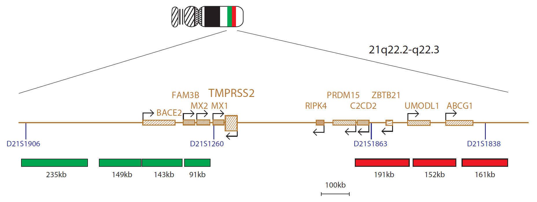 Fluorescence in situ hybridization (FISH) chromosome map showing a probe mix targeting the TMPRSS2 gene.