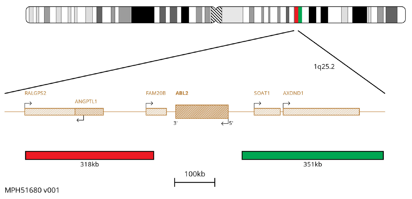 Fluorescence in situ hybridisation (FISH) chromosome map showing probes targeting the ABL2 gene.