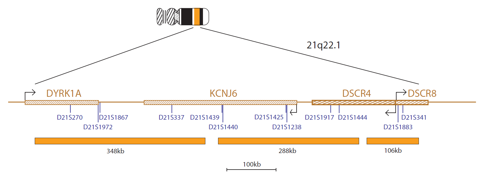 Fluorescence in situ hybridisation (FISH) chromosome map showing a probe targeting the region 21q22.1.