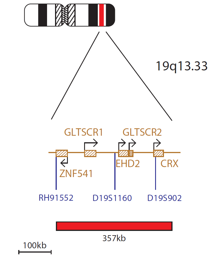 Fluorescence in situ hybridization (FISH) chromosome map showing a probe targeting the region 19q13.33.