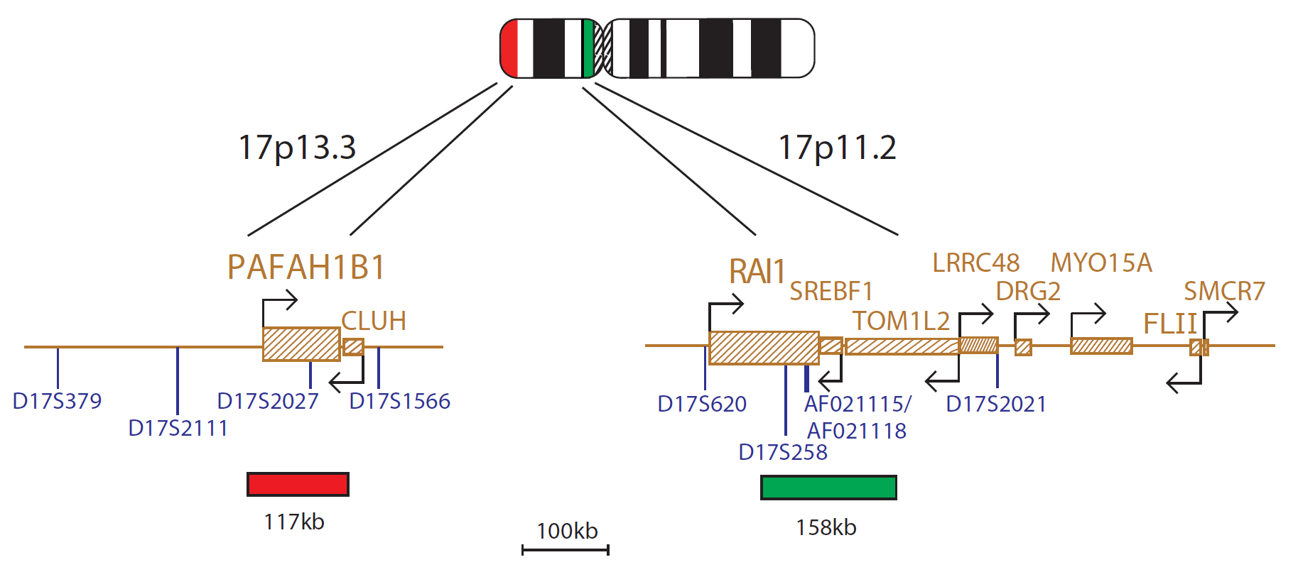 FISH chromosome map showing a probe targeting regions associated with Smith-Magenis (RAI1 gene) and Miller-Dieker syndromes.