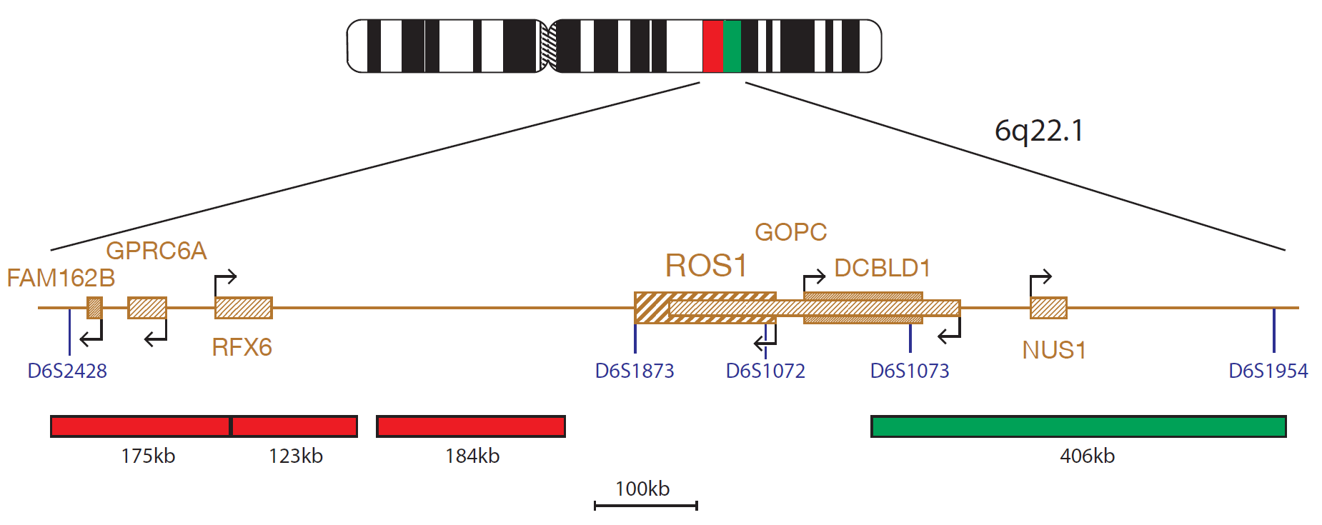 Fluorescence in situ hybridisation (FISH) chromosome map showing a probe targeting the ROS1 gene.