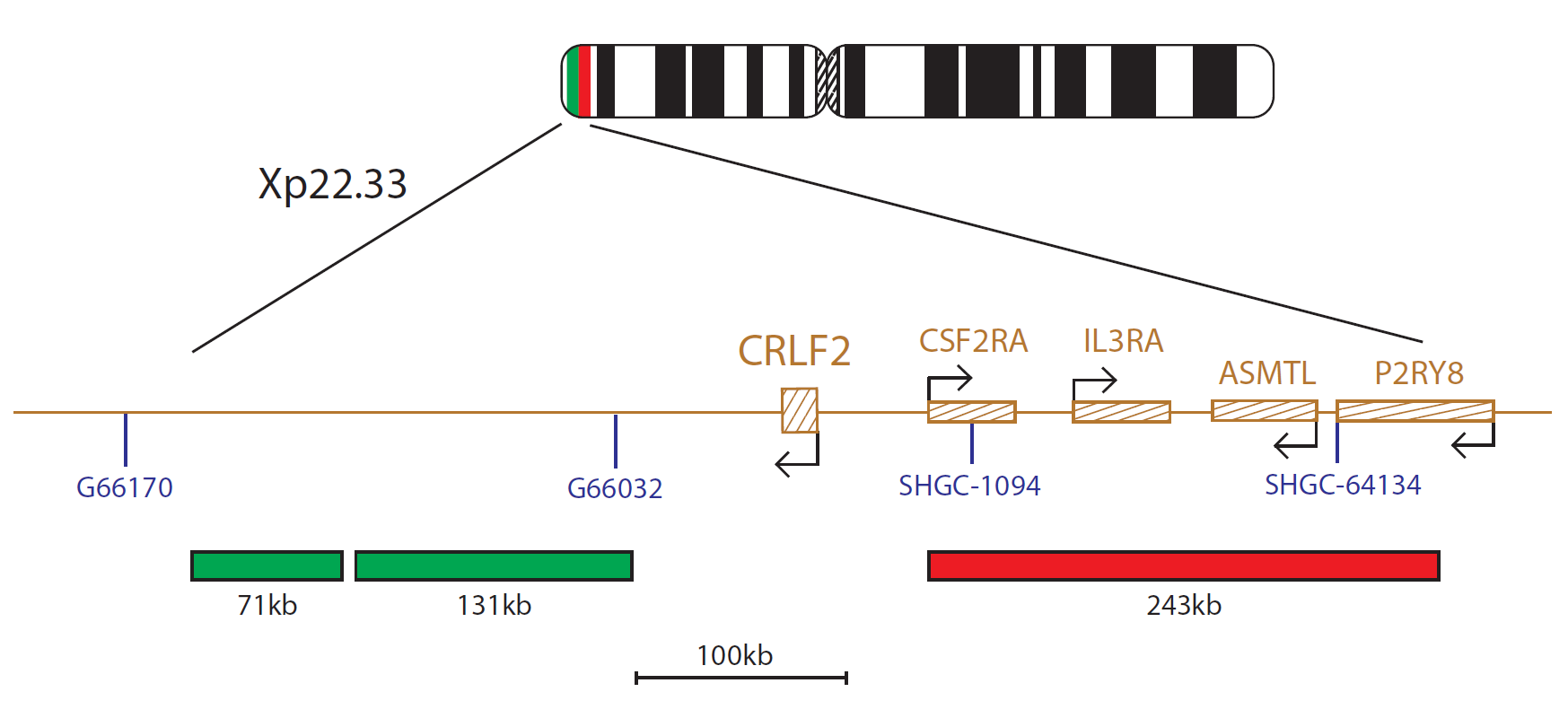 Fluorescence in situ hybridisation (FISH) chromosome map showing a probe targeting the CRLF2 gene.