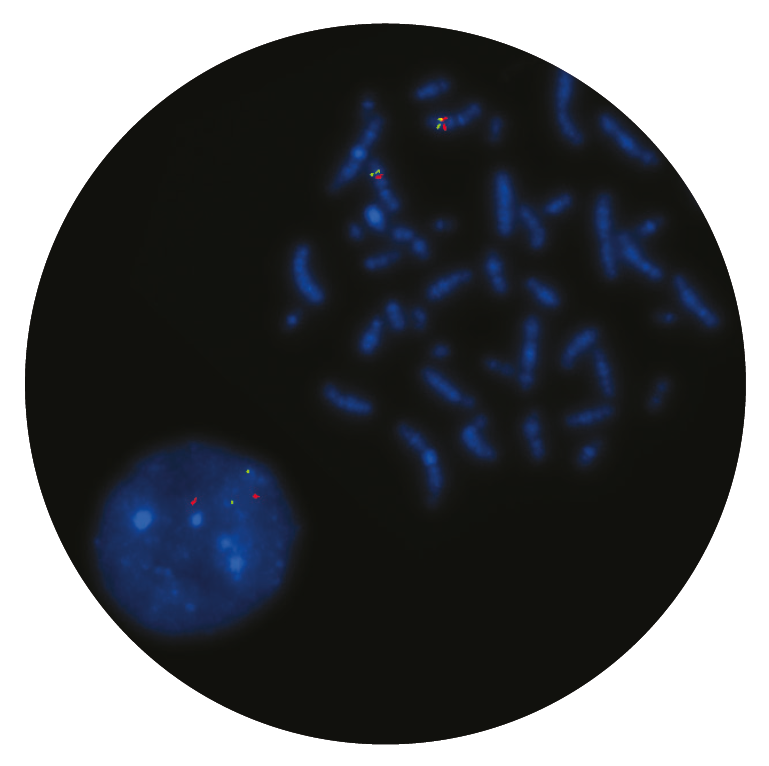 Fluorescence in situ hybridization (FISH) microscope image of the CytoCell Del(7q) Deletion probe.