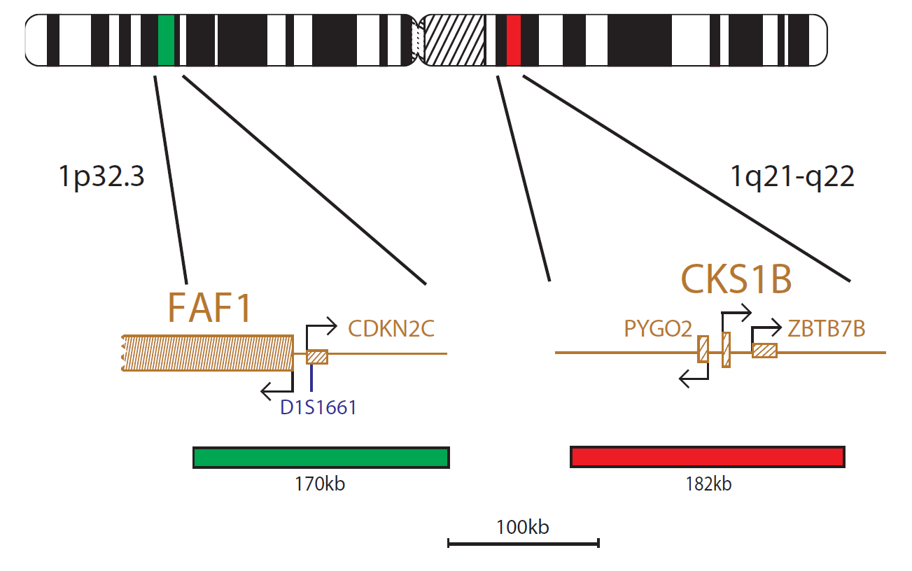 Fluorescence in situ hybridisation (FISH) chromosome map showing a probe targeting the CKS1B and CDKN2C (P18) genes.