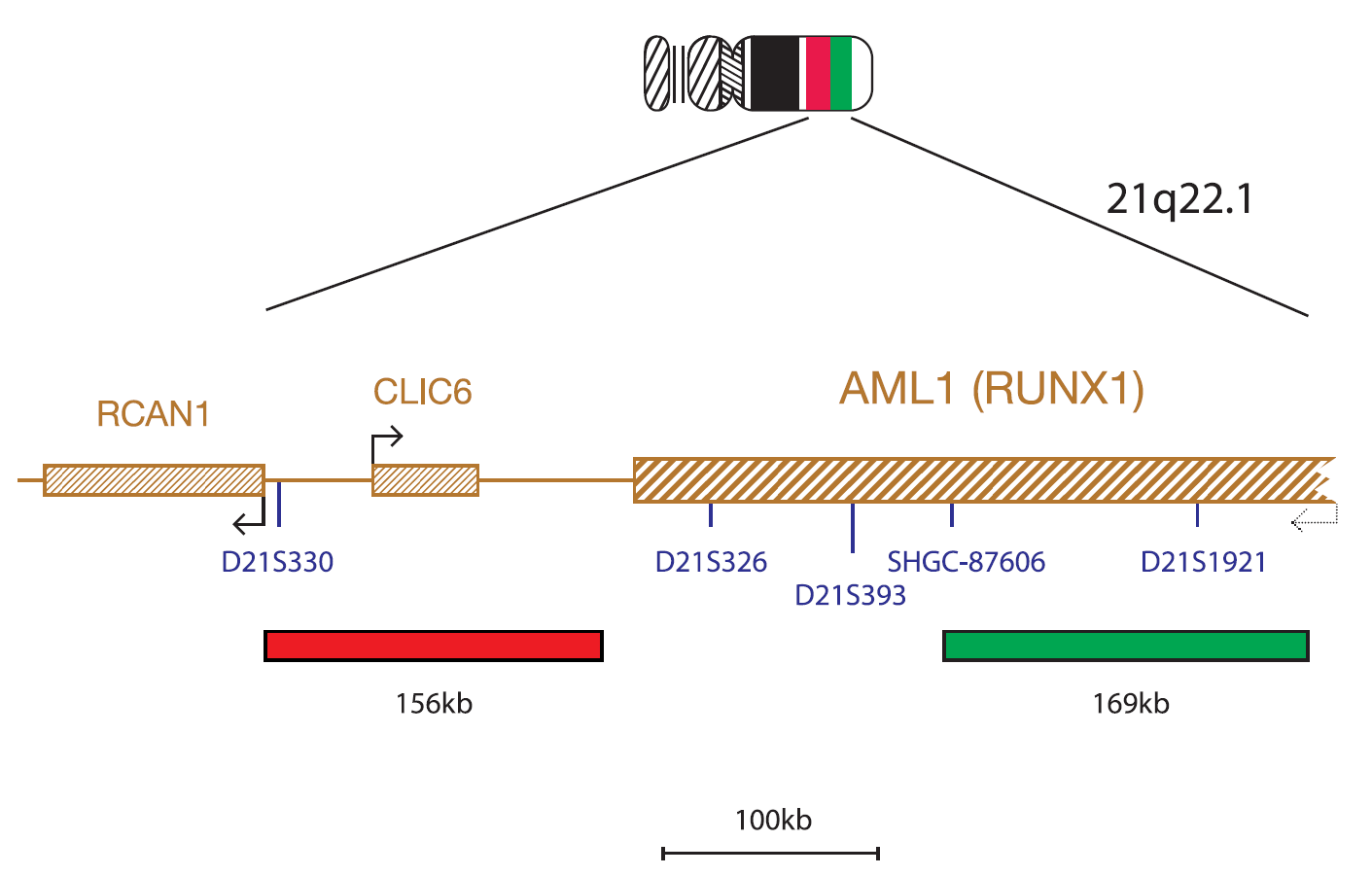 Fluorescence in situ hybridization (FISH) chromosome map showing a probe targeting the AML1 (RUNX1) gene.