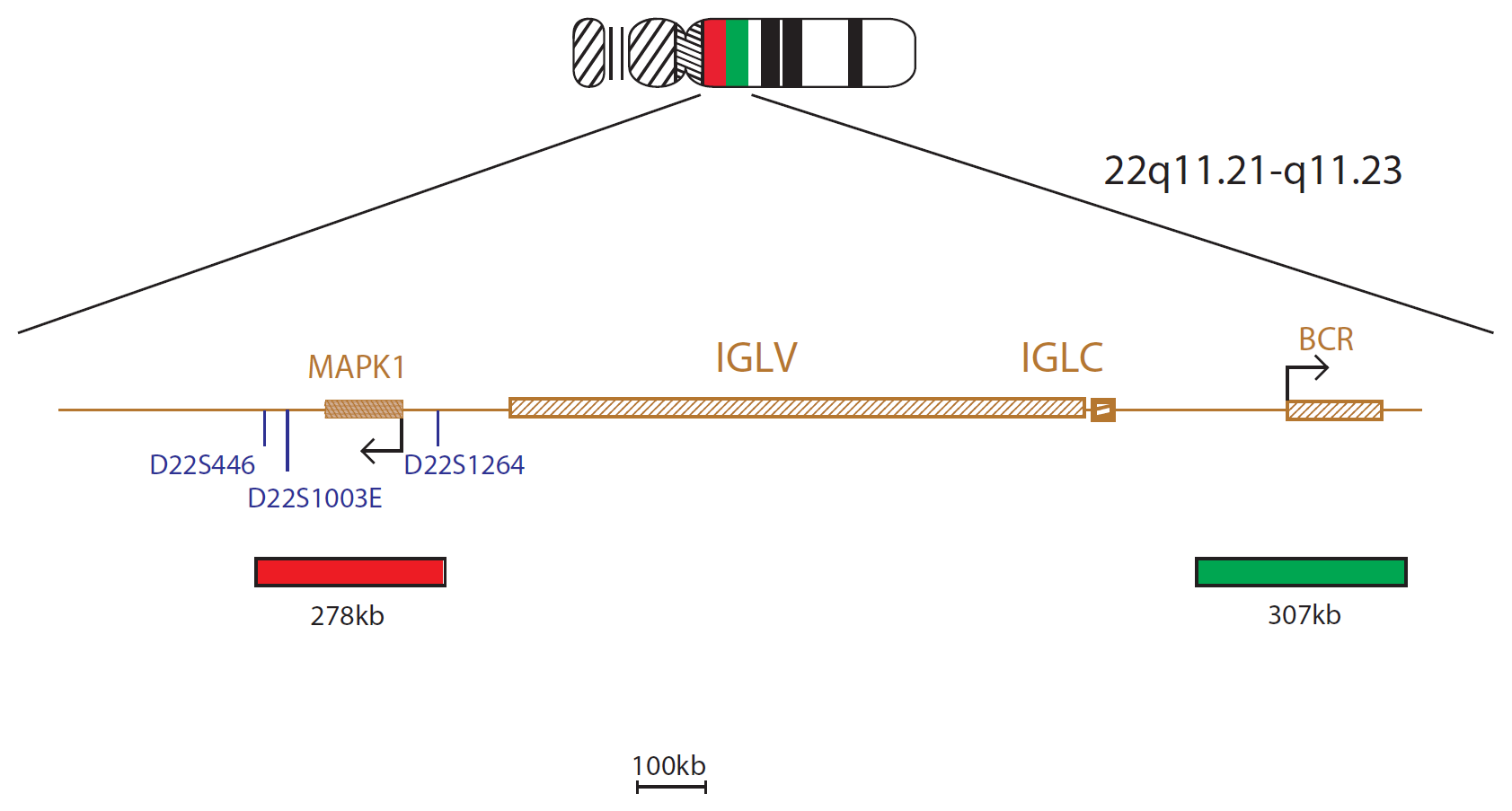 Fluorescence in situ hybridisation (FISH) chromosome map showing a probe targeting the IGL gene.