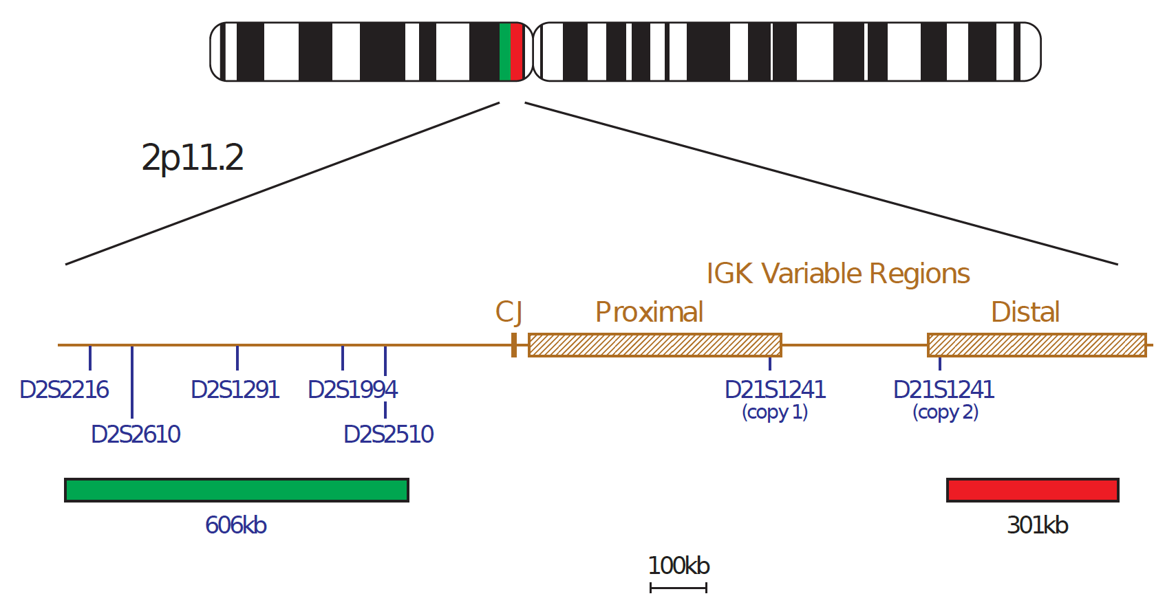 Fluorescence in situ hybridisation (FISH) chromosome map showing a probe targeting the IGK gene.