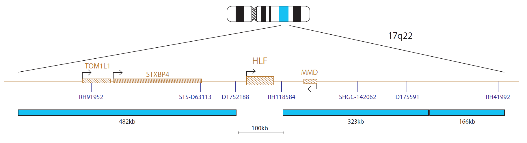 Fluorescence in situ hybridization (FISH) chromosome map showing a probe targeting the HLF gene.