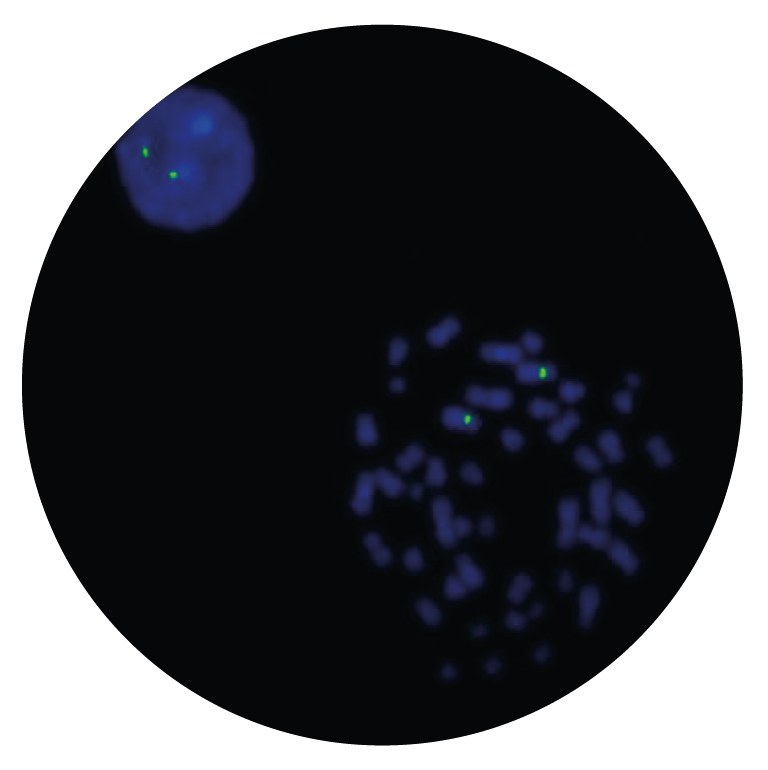 Fluorescence in situ hybridization (FISH) microscope image of the CytoCell USP46 (4q12) Probe Green.