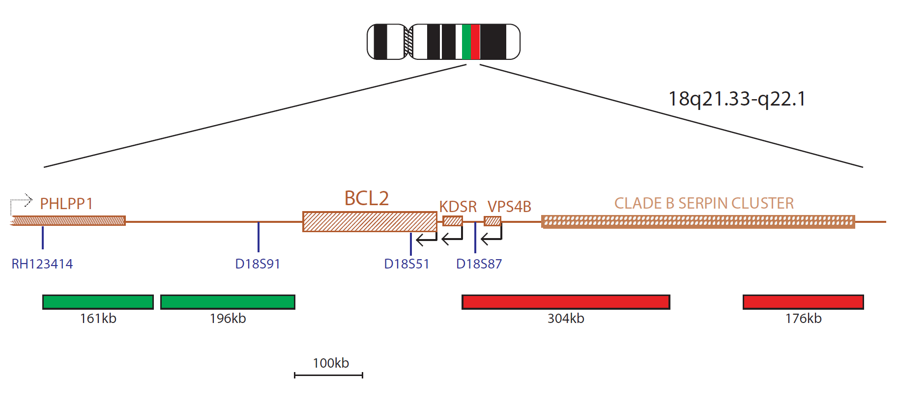 Fluorescence in situ hybridisation (FISH) chromosome map showing a probe targeting the BCL2 gene.