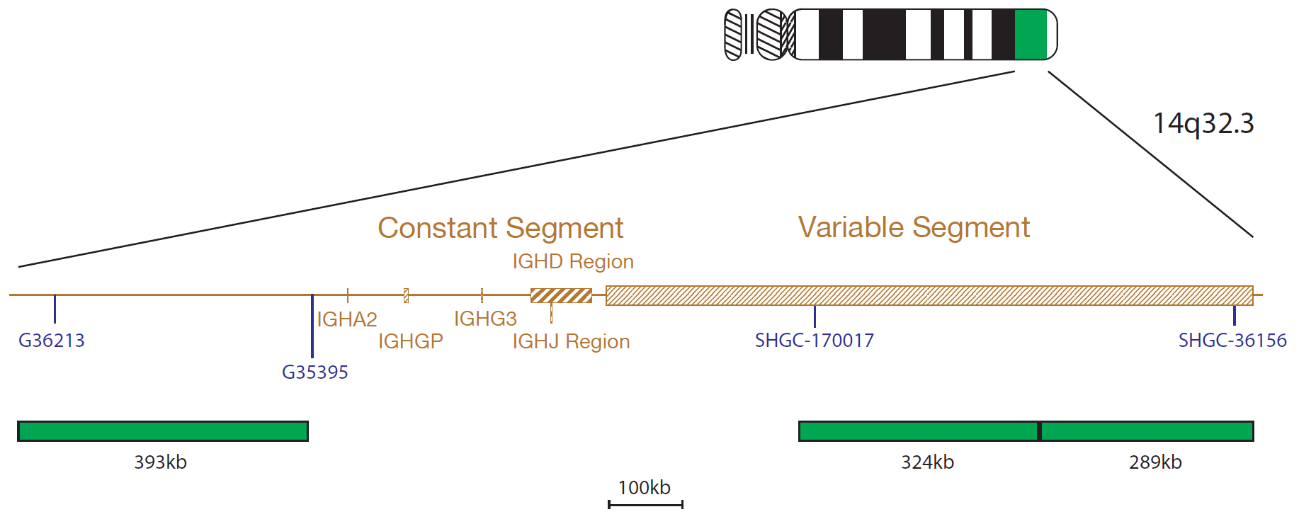 Fluorescence in situ hybridization (FISH) chromosome map showing a probe targeting the IGH gene.