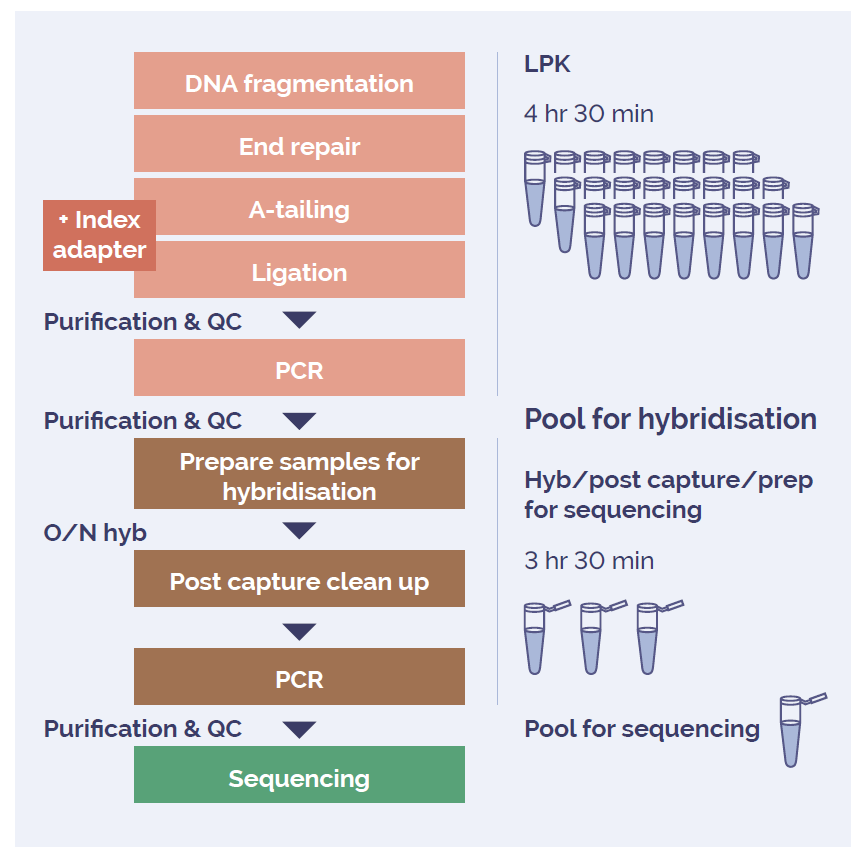 Schematic showing OGT