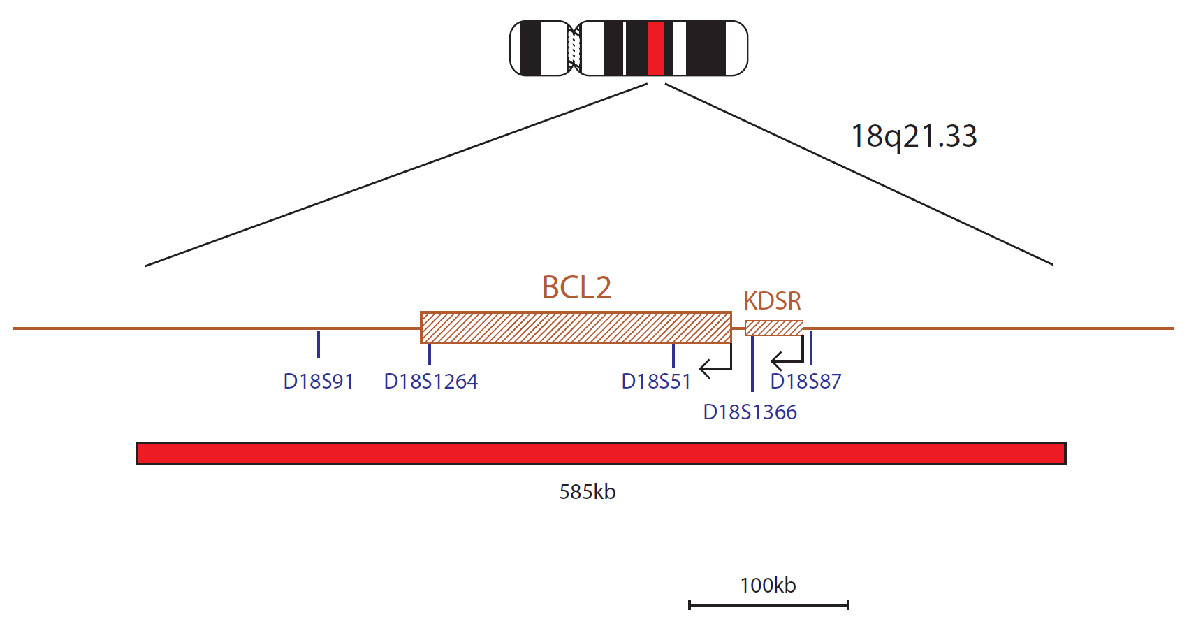 Fluorescence in situ hybridisation (FISH) chromosome map showing a probe targeting the BCL2 gene.