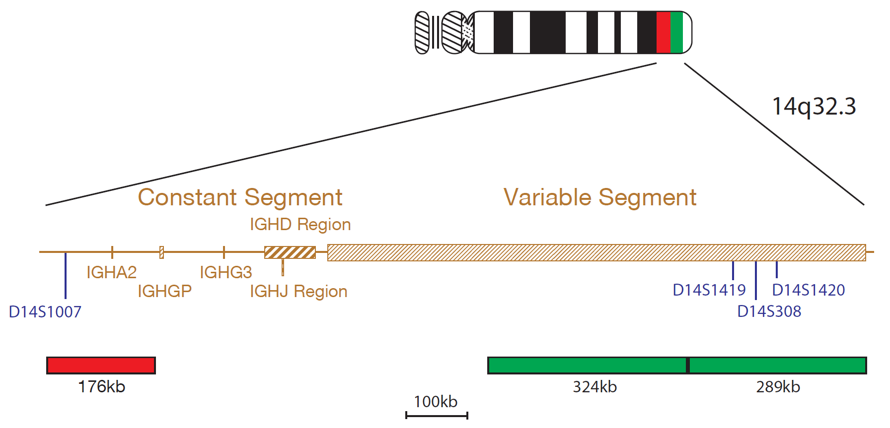 Fluorescence in situ hybridization (FISH) chromosome map showing a probe mix targeting the IGH gene.