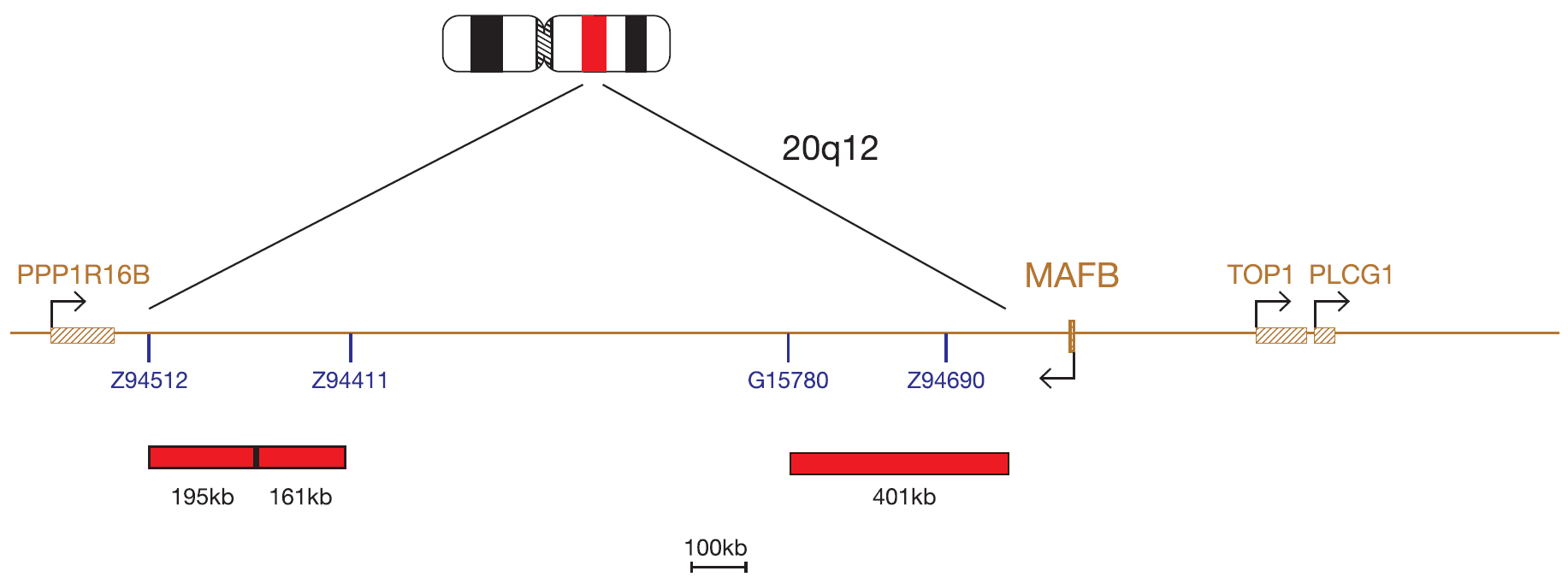 Fluorescence in situ hybridization (FISH) chromosome map showing a probe targeting the MAFB gene.