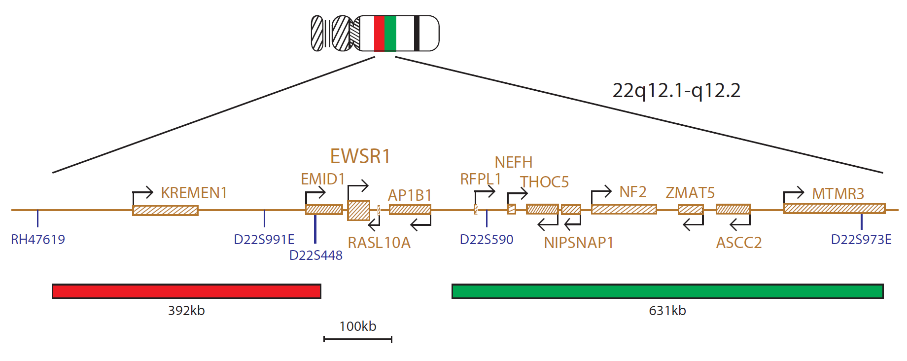 Fluorescence in situ hybridisation (FISH) chromosome map showing a probe targeting the EWSR1 gene.