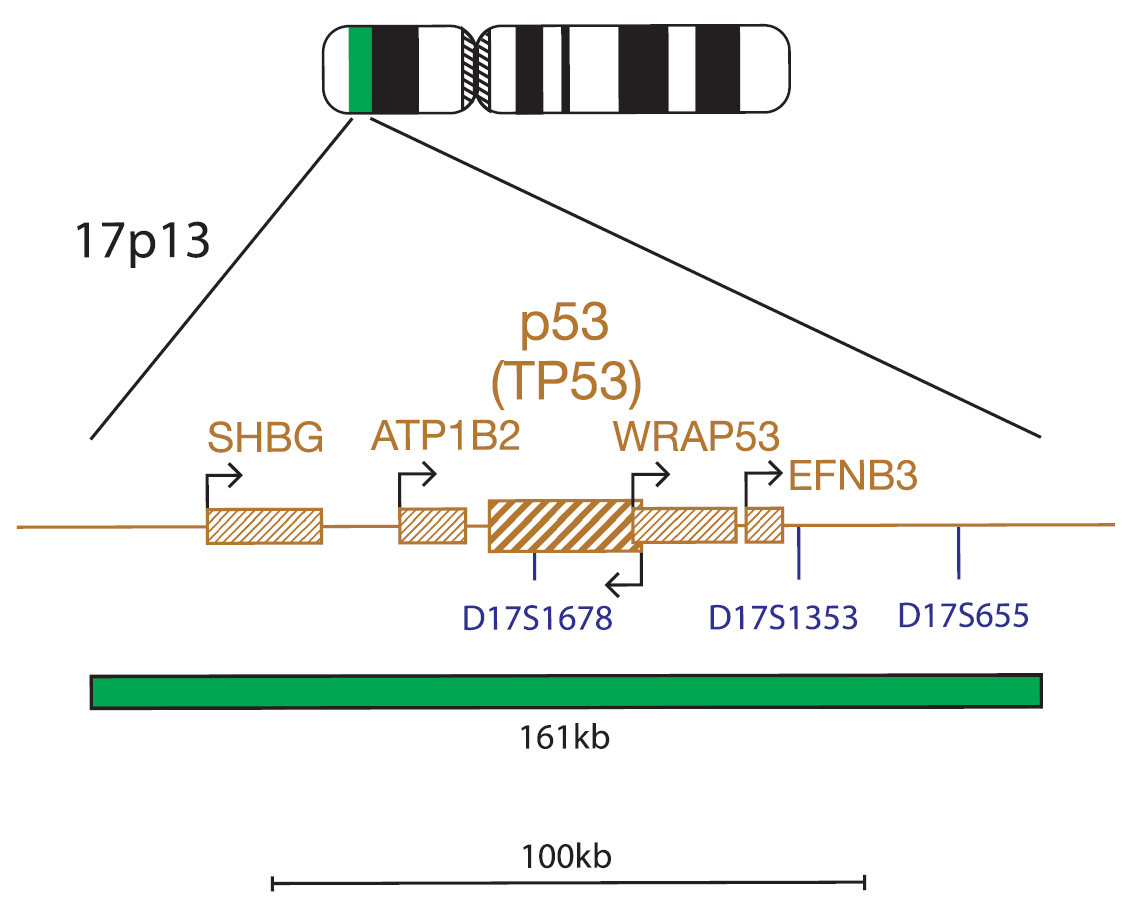 Fluorescence in situ hybridization (FISH) chromosome map showing a probe targeting the P53 (TP53) gene.