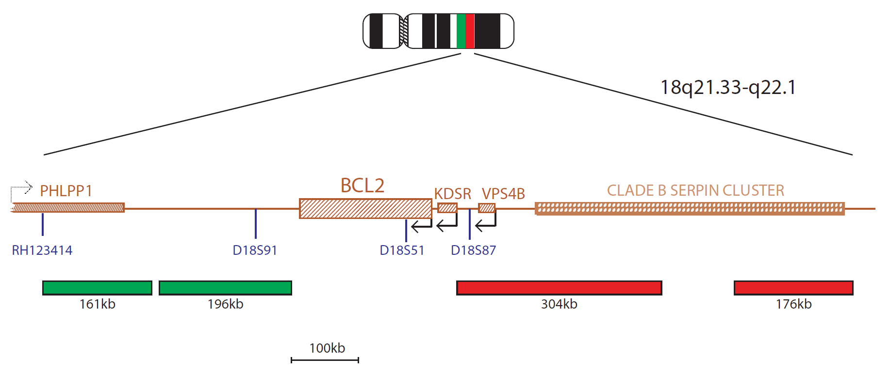 Fluorescence in situ hybridization (FISH) chromosome map showing a probe mix targeting the BCL2 gene.