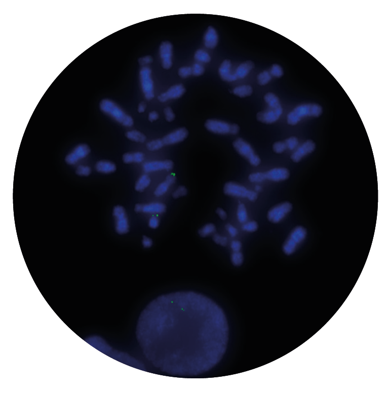 Fluorescence in situ hybridization (FISH) microscope image of the CytoCell CRLF2 Distal probe.