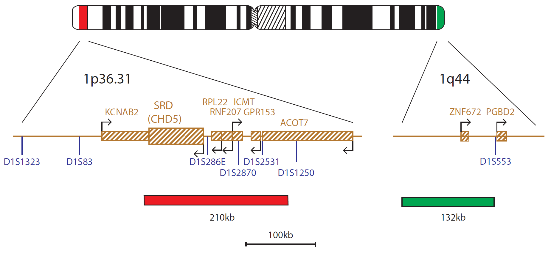 Fluorescence in situ hybridisation (FISH) chromosome map showing a probe targeting the SRD (CHD5) gene.