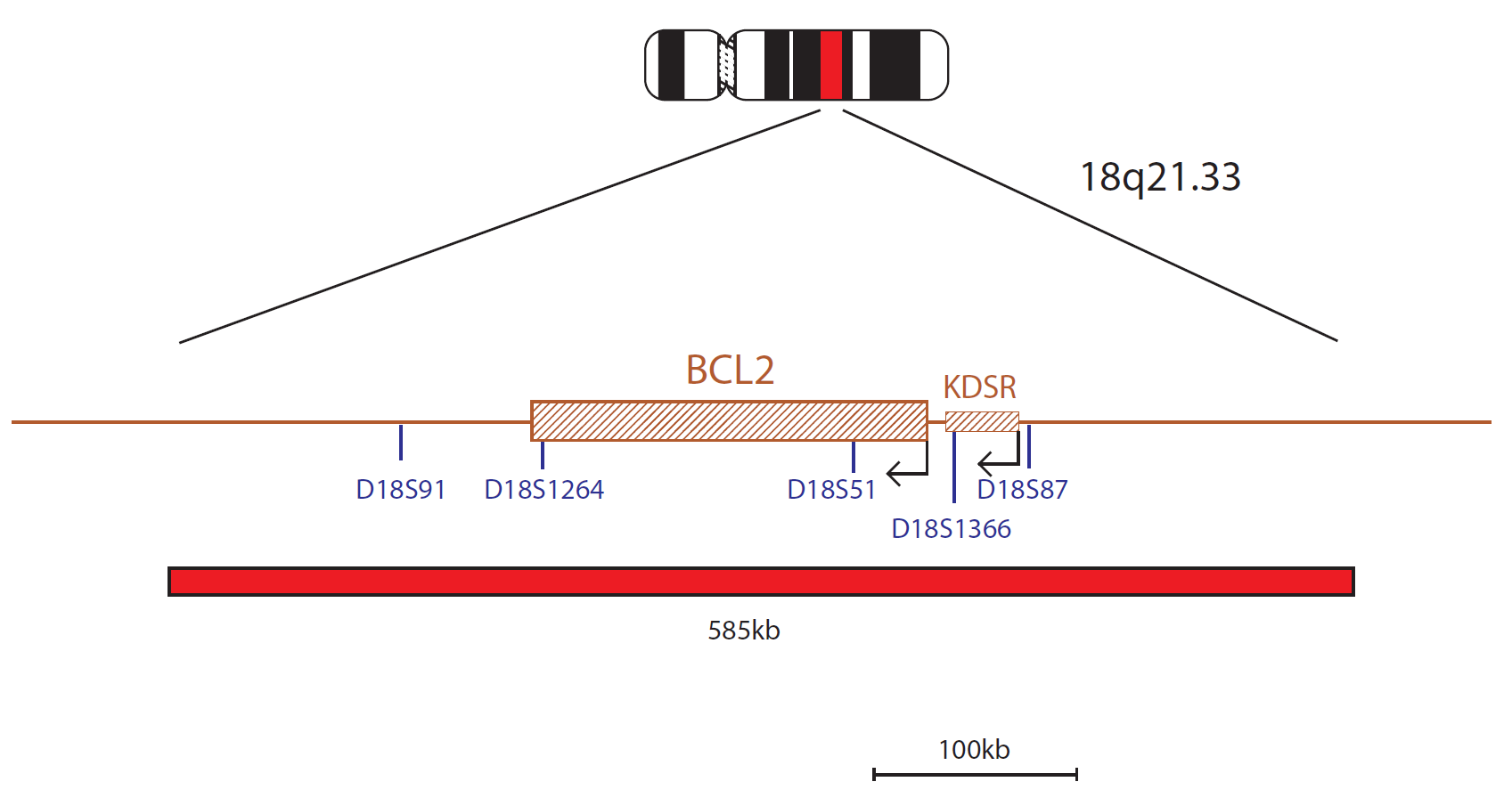 Fluorescence in situ hybridization (FISH) chromosome map showing a probe targeting the BCL2 gene.