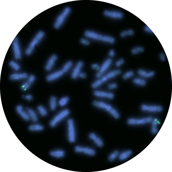 Fluorescence in situ hybridization (FISH) microscope image of the CytoCell MLL (KMT2A) Proximal Probe Green.