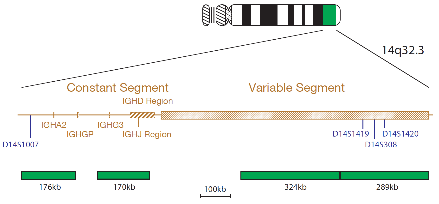 Fluorescence in situ hybridization (FISH) chromosome map showing a probe mix targeting the IGH gene.