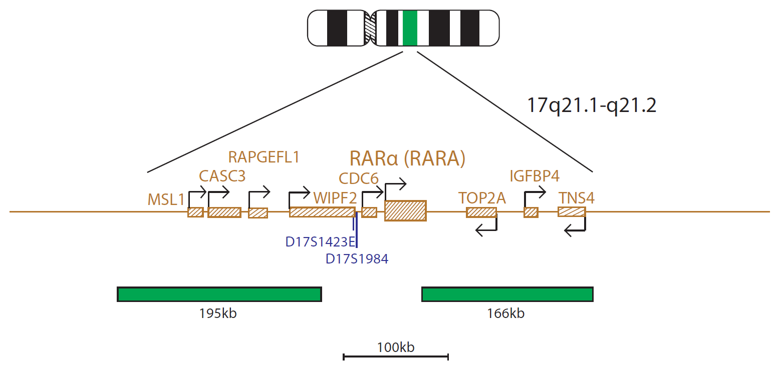 Fluorescence in situ hybridisation (FISH) chromosome map showing a probe targeting the RARaΑ (RARA) gene.