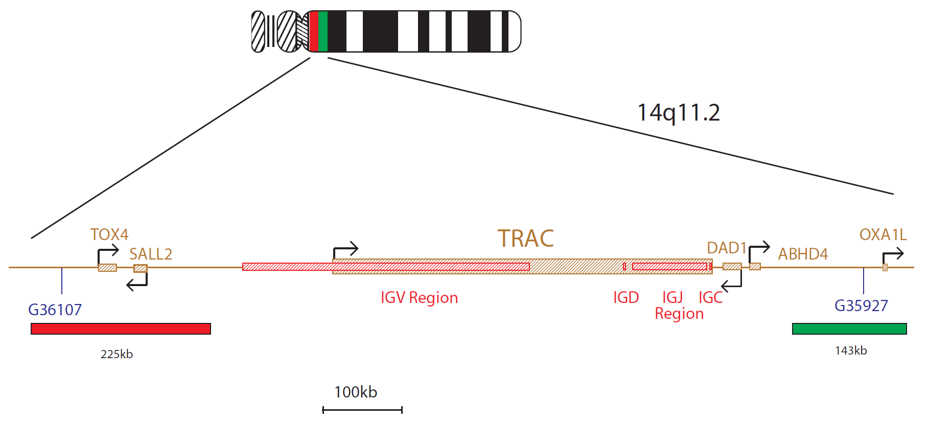Fluorescence in situ hybridization (FISH) chromosome map showing a probe targeting the region 14q11.2 (TCRAD).