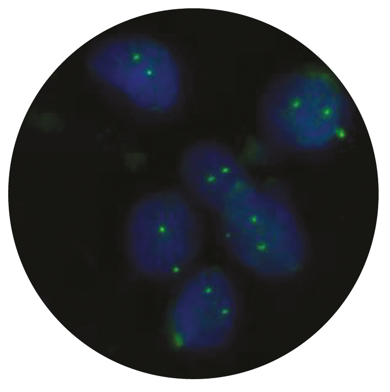 Fluorescence in situ hybridization (FISH) microscope image of the CytoCell 19p13 probe.