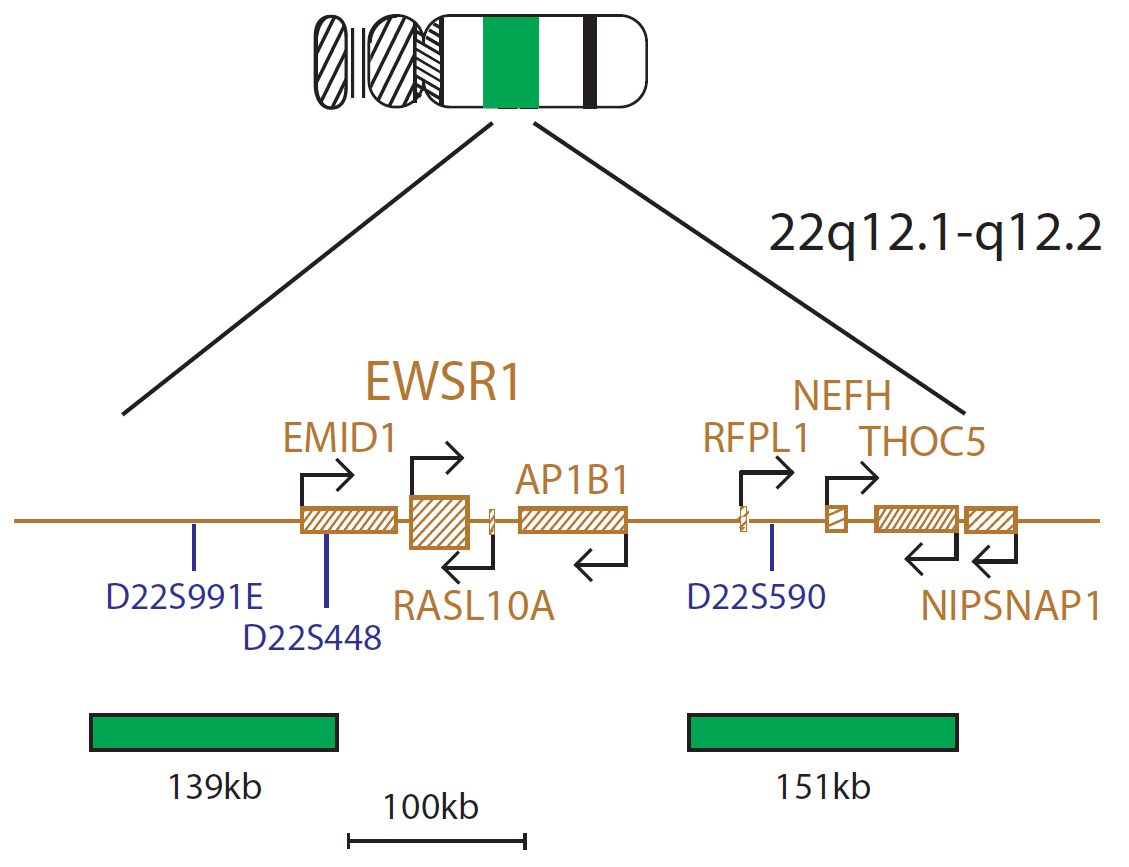 Fluorescence in situ hybridization (FISH) chromosome map showing a probe mix targeting the EWSR1 gene.