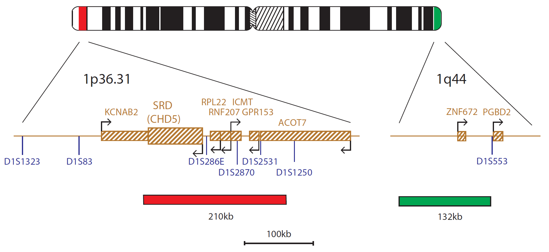 Fluorescence in situ hybridization (FISH) chromosome map showing a probe mix targeting the SRD (CHD5) gene.