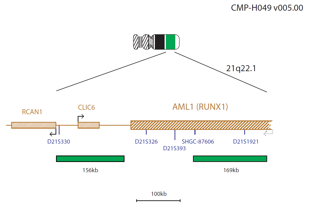 Fluorescence in situ hybridisation (FISH) chromosome map showing a probe targeting the AML1 (RUNX1) gene.