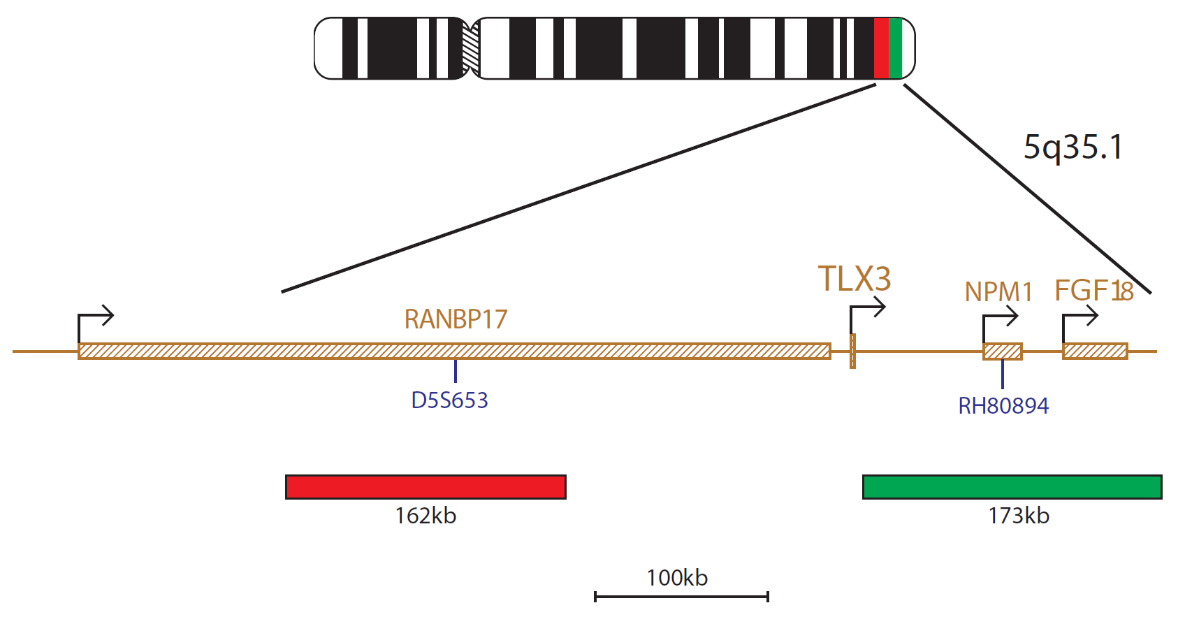 Fluorescence in situ hybridization (FISH) chromosome map showing a probe targeting the TLX3 gene.