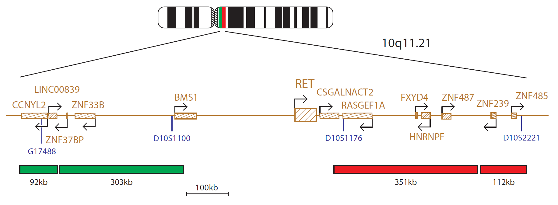 Fluorescence in situ hybridisation (FISH) chromosome map showing a probe targeting the RET gene.