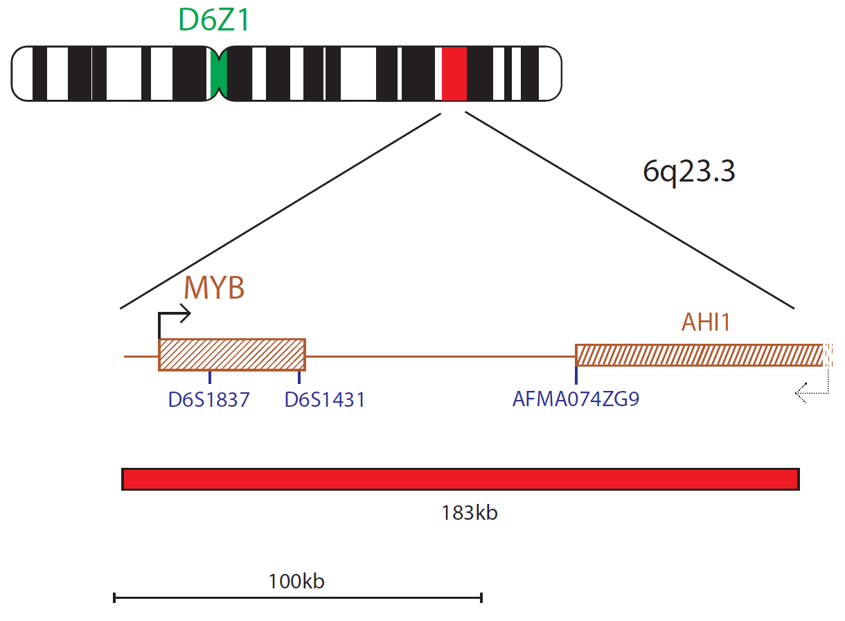 Fluorescence in situ hybridisation (FISH) chromosome map showing a probe targeting the MYB gene.