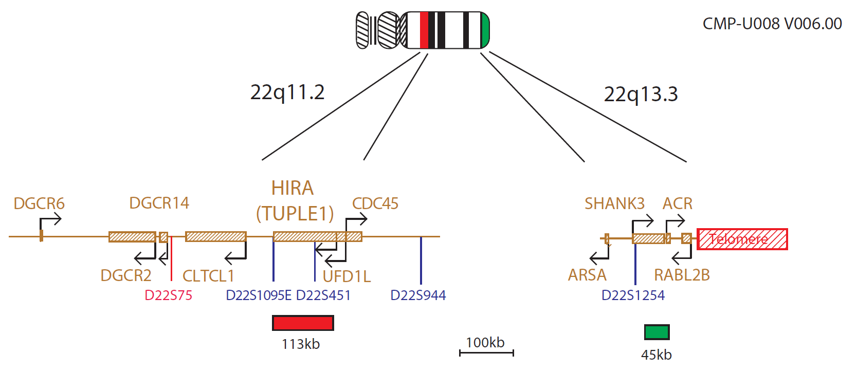 FISH chromosome map showing a probe targeting regions associated with DiGeorge, VCFS and 22q13.3 deletion syndromes.