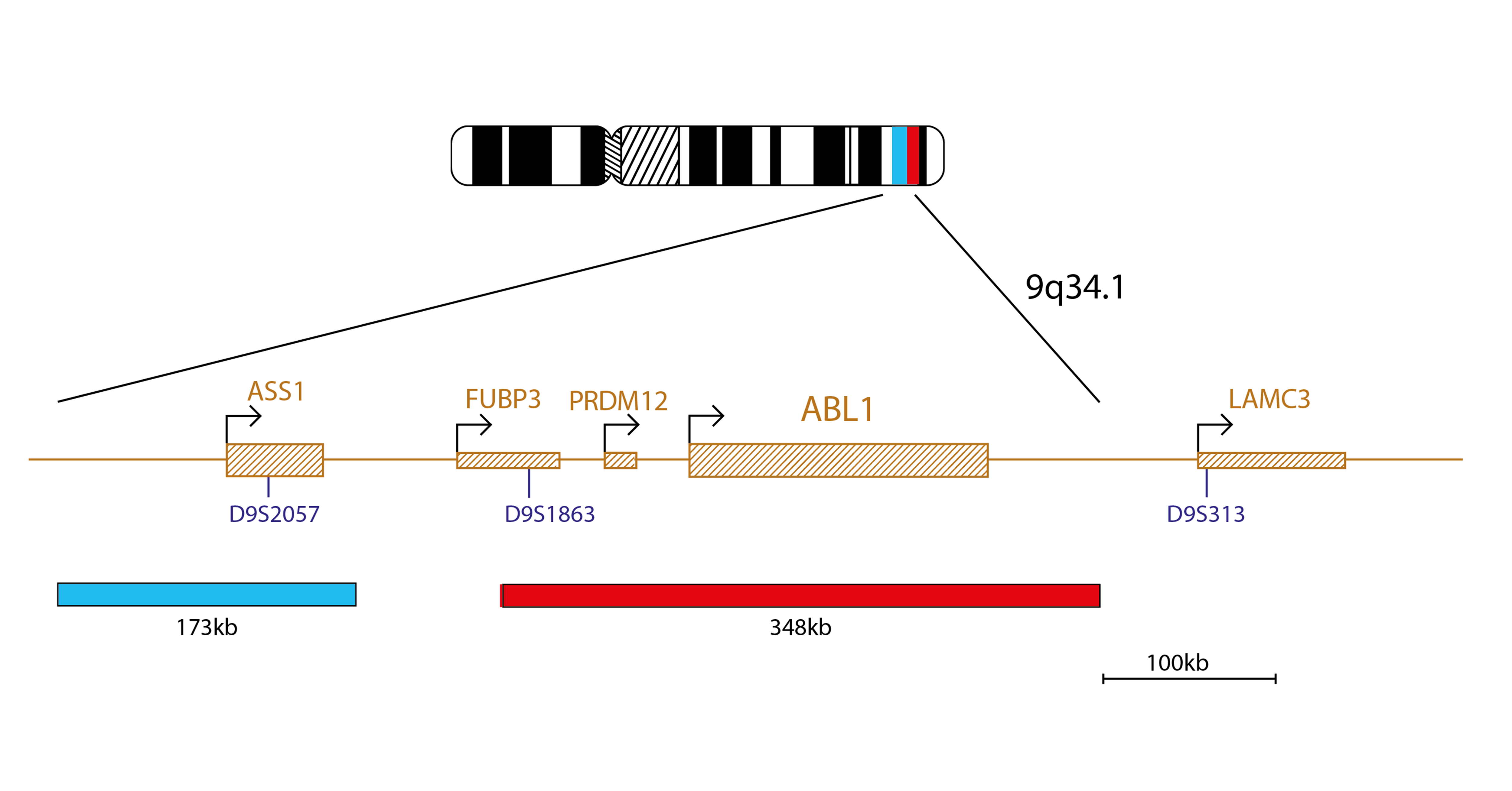Fluorescence in situ hybridisation (FISH) chromosome map showing a probe targeting the ABL (ABL1) gene.