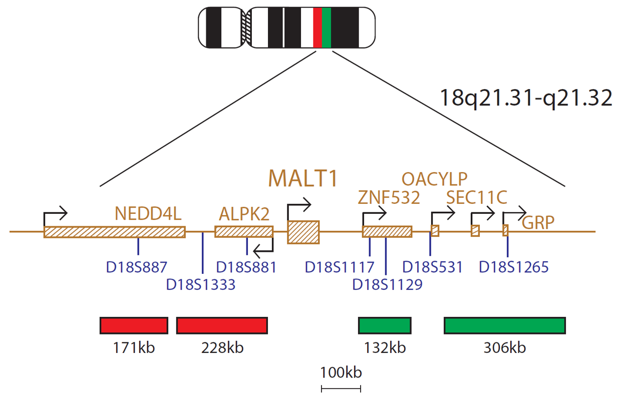 Fluorescence in situ hybridization (FISH) chromosome map showing a probe mix targeting the MALT1 gene.