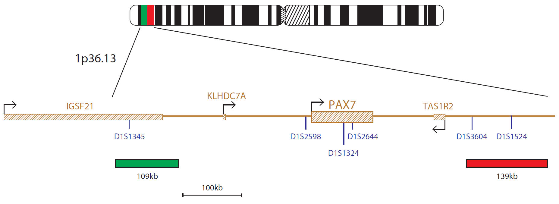 Fluorescence in situ hybridisation (FISH) chromosome map showing a probe targeting the PAX7 gene.