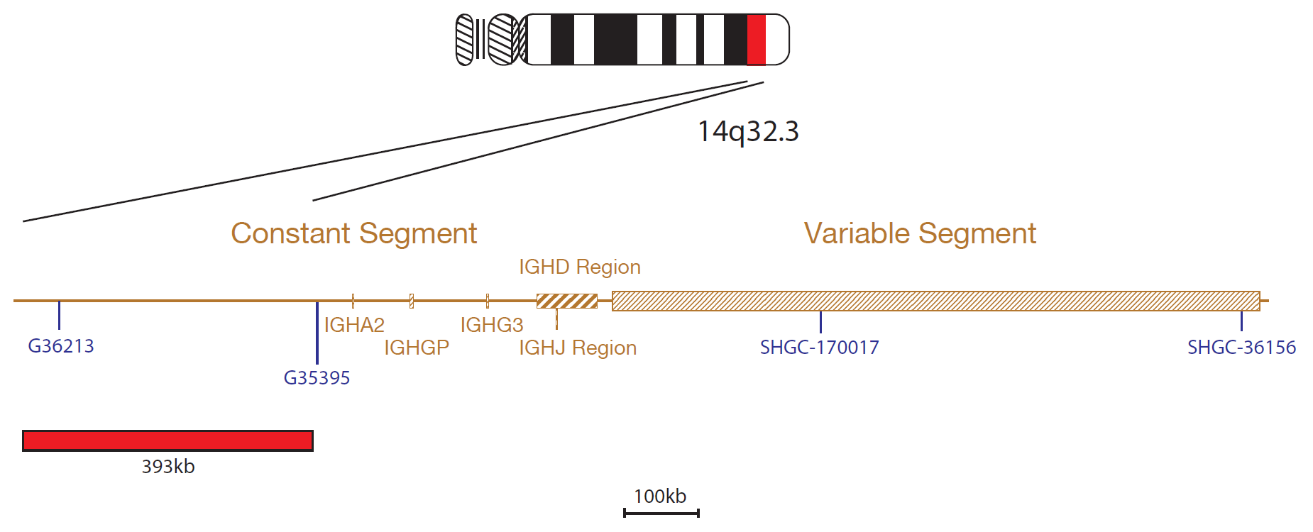 Fluorescence in situ hybridization (FISH) chromosome map showing a probe targeting the IGH gene.