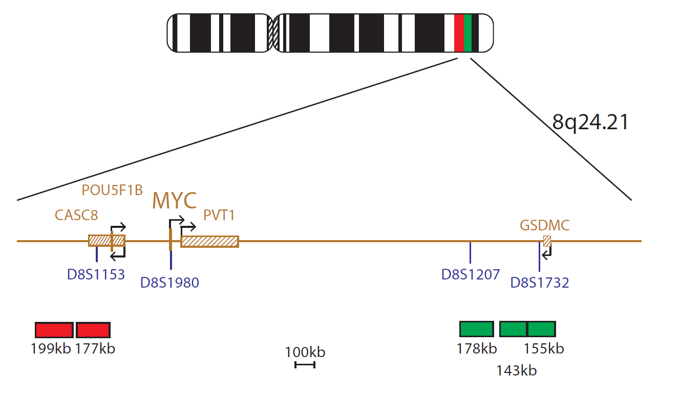 Fluorescence in situ hybridisation (FISH) chromosome map showing a probe targeting the MYC gene.