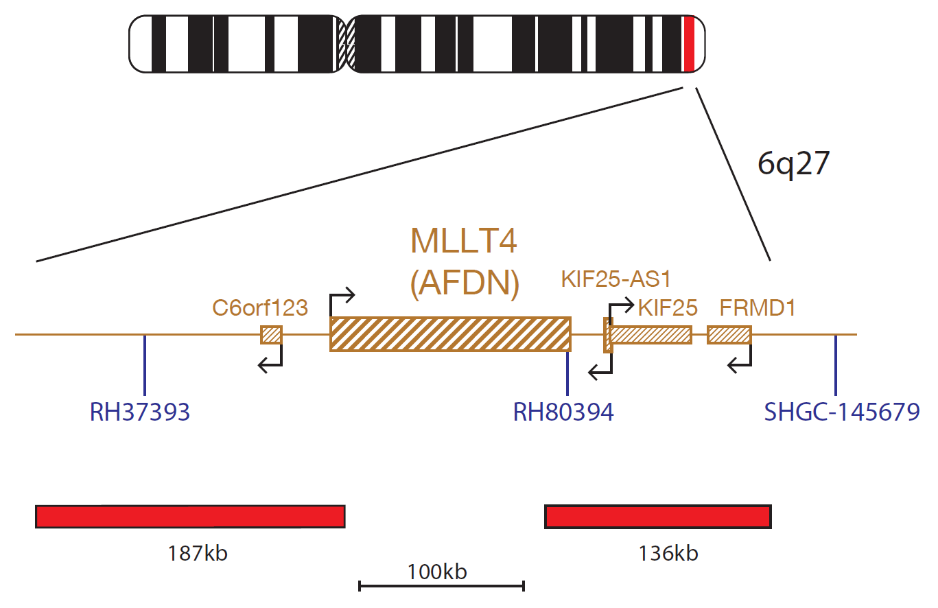 Fluorescence in situ hybridization (FISH) chromosome map showing a probe targeting the MLLT4 (AFDN) gene.