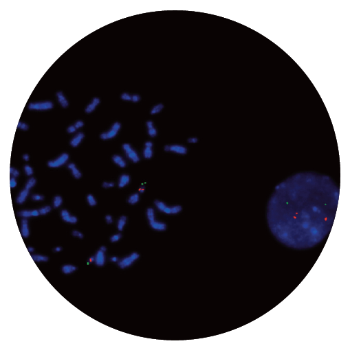 Fluorescence in situ hybridisation (FISH) microscope image of the CytoCell DiGeorge/VCFS N25 and 22q13.3 Deletion probe.
