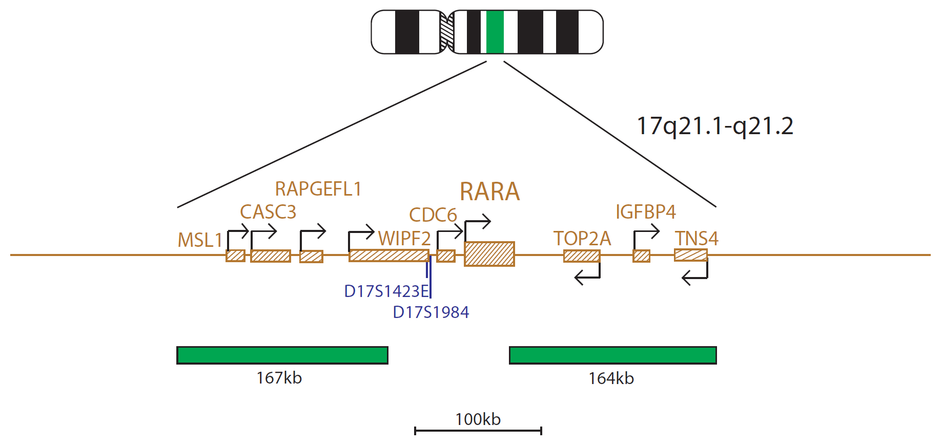 Fluorescence in situ hybridization (FISH) chromosome map showing a probe targeting the RARα (RARA) gene.