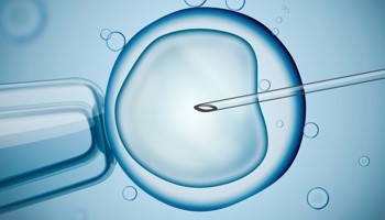 Embryo