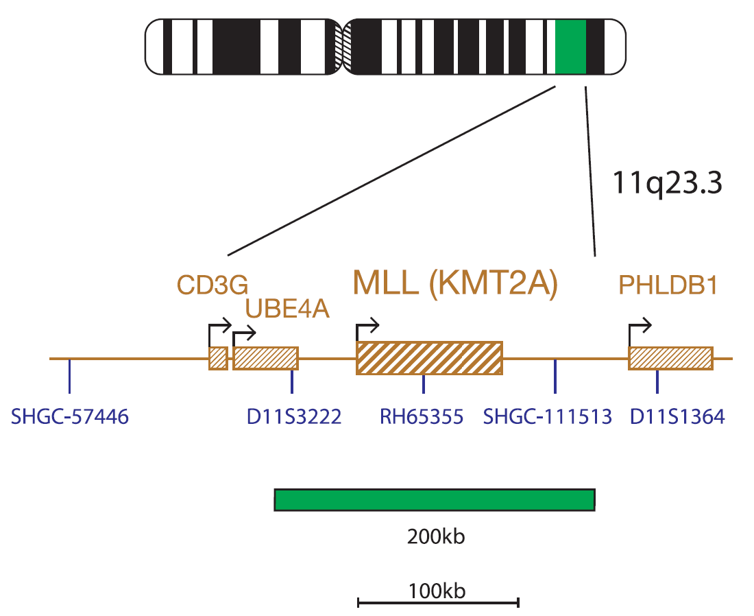 Fluorescence in situ hybridisation (FISH) chromosome map showing a probe targeting the MLL (KMT2A) gene.
